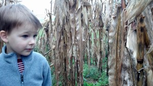 IMG_20141016_103608_740